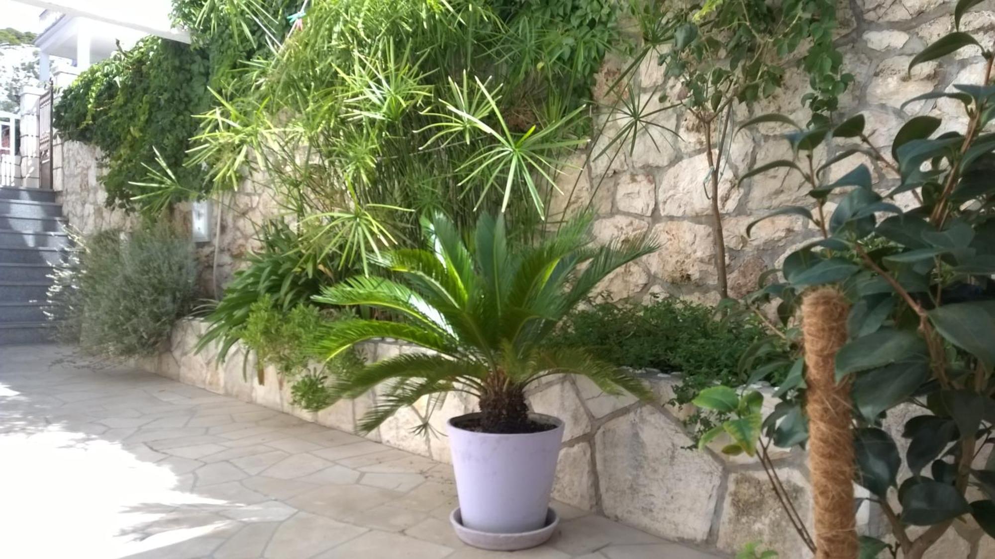 Apartments Desa Petric Hvar Town Quarto foto
